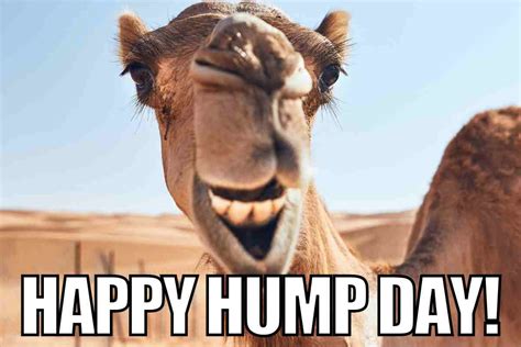 sexy happy hump day meme|45 Hump Day Memes To Get You Through The Rest。